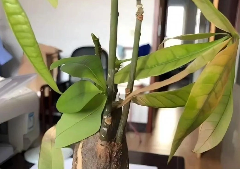 富貴樹葉黃處理