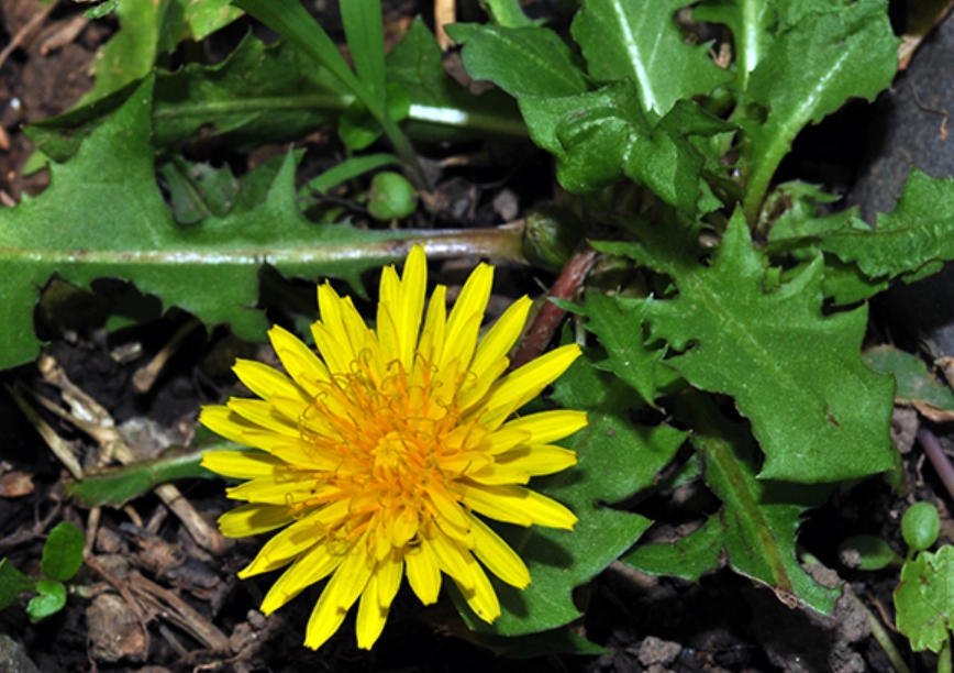 野草識別 野草識別