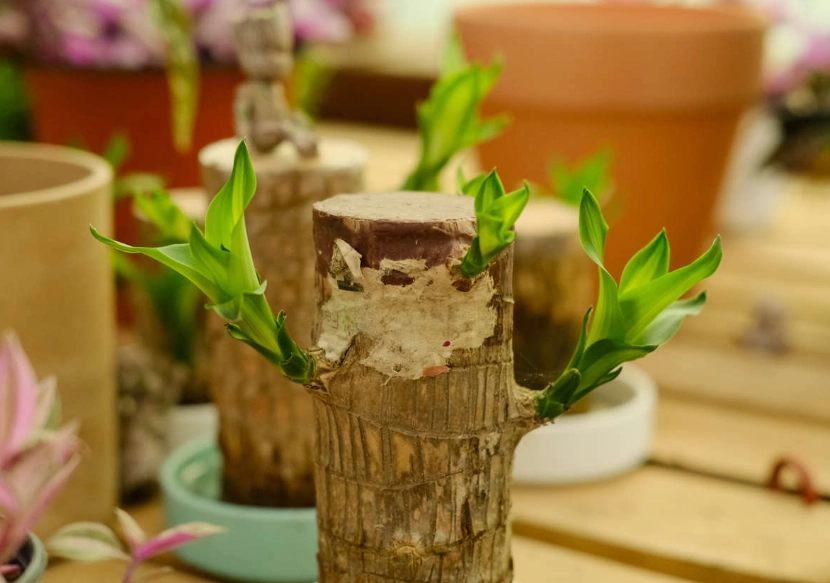 巴西鐵樹照顧 巴西鐵樹照顧