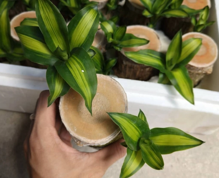 巴西木養護方法 巴西木養護方法