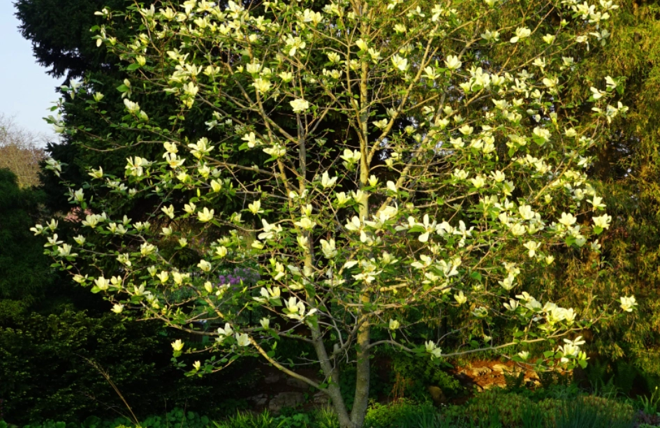 白玉蘭樹病蟲害 白玉蘭樹病蟲害