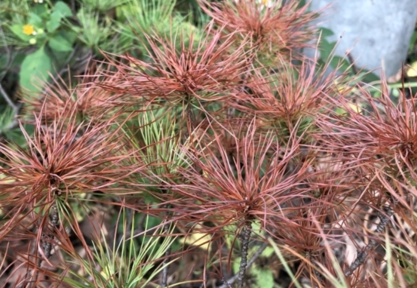 松樹枯枝預防 松樹枯枝預防