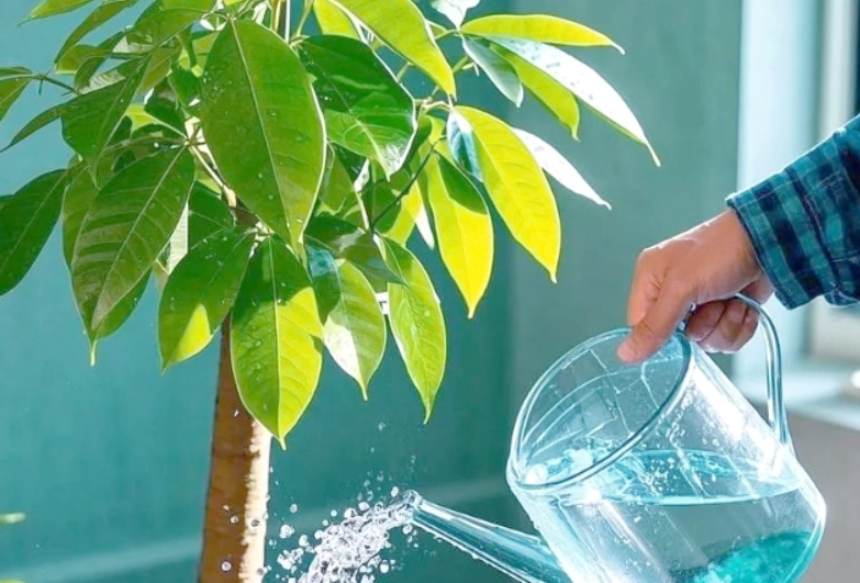 發財樹澆水方法