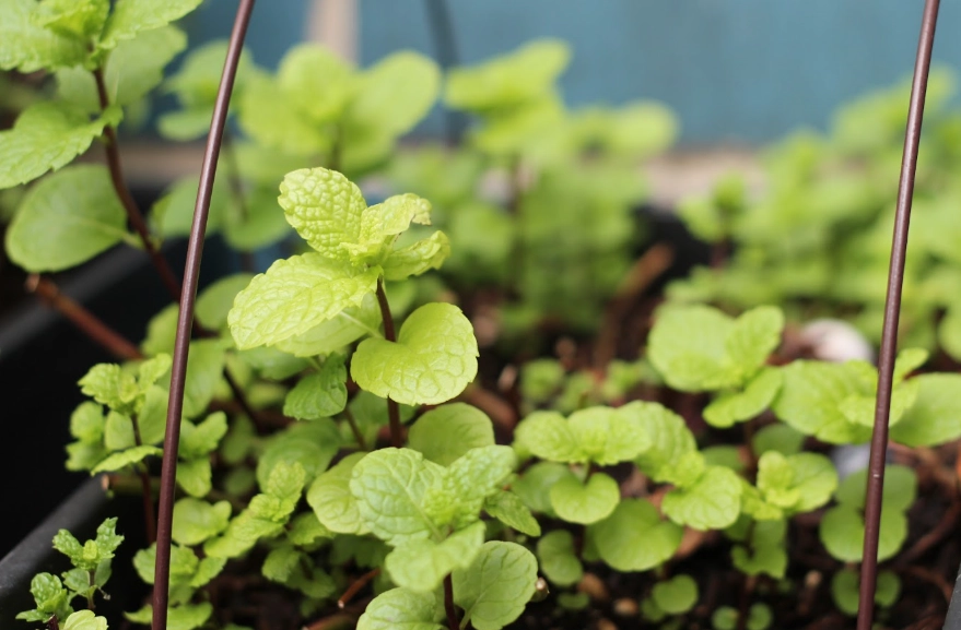 綠薄荷種植方法