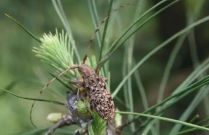松樹蟲害症狀