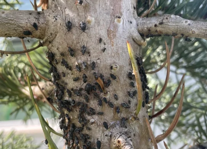 松樹蚜蟲症狀 松樹蚜蟲症狀