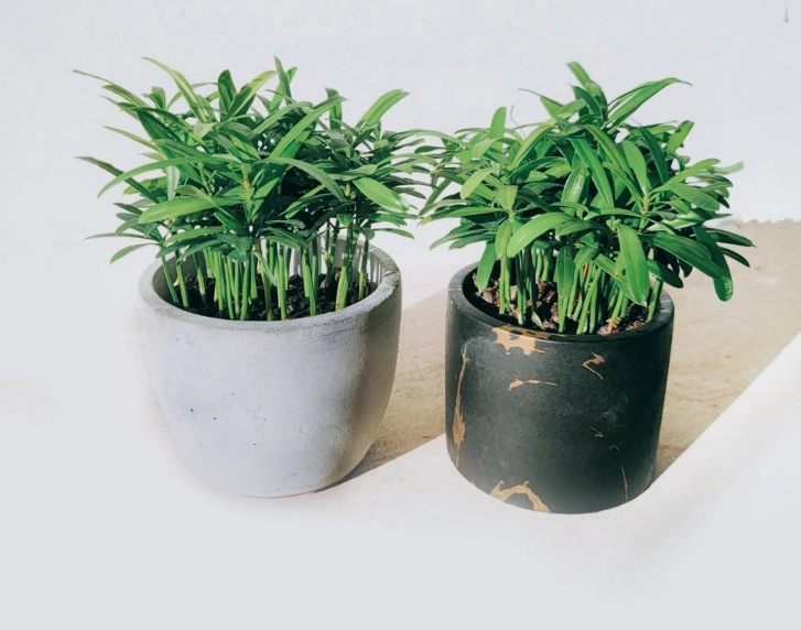 羅漢松養護方法 羅漢松養護方法