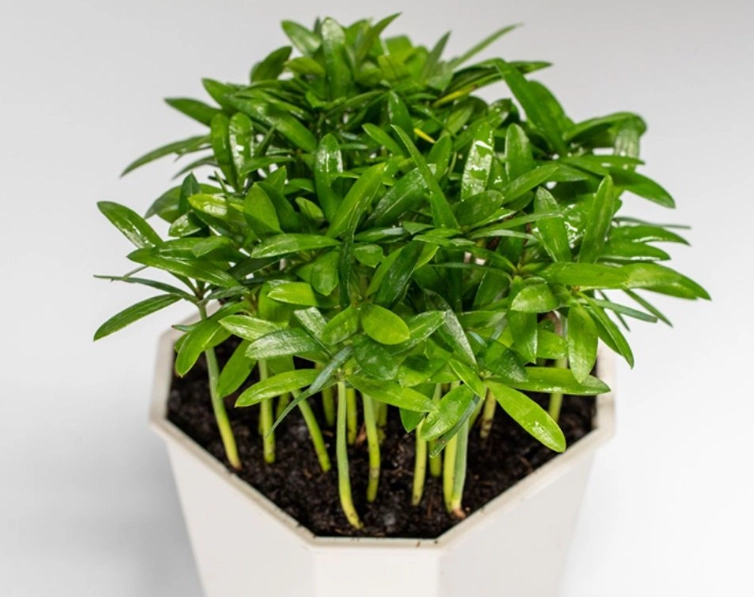 羅漢松種植技巧 羅漢松種植技巧