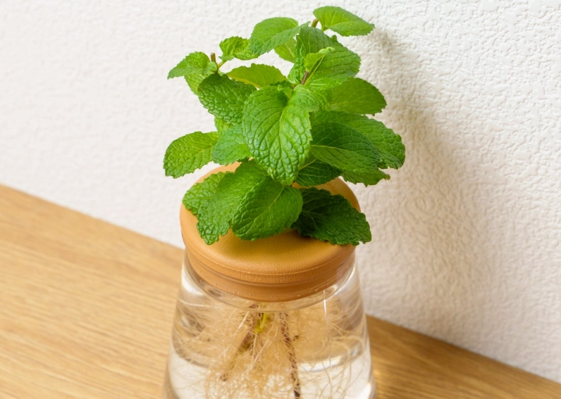 水耕薄荷长不大原因 水耕薄荷长不大原因