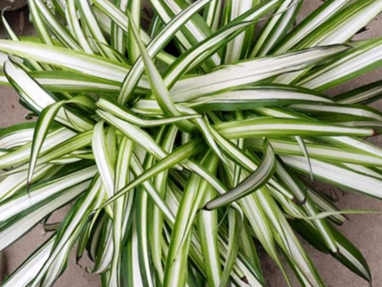 陰影花園植物 陰影花園植物