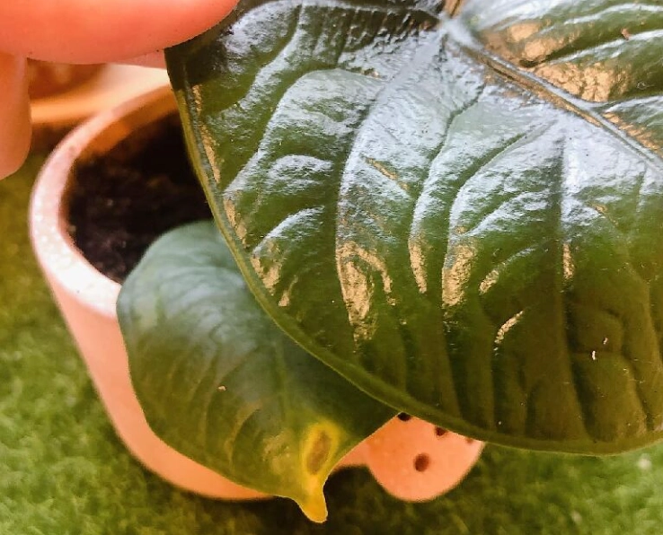 觀音蓮養護技巧 觀音蓮養護技巧