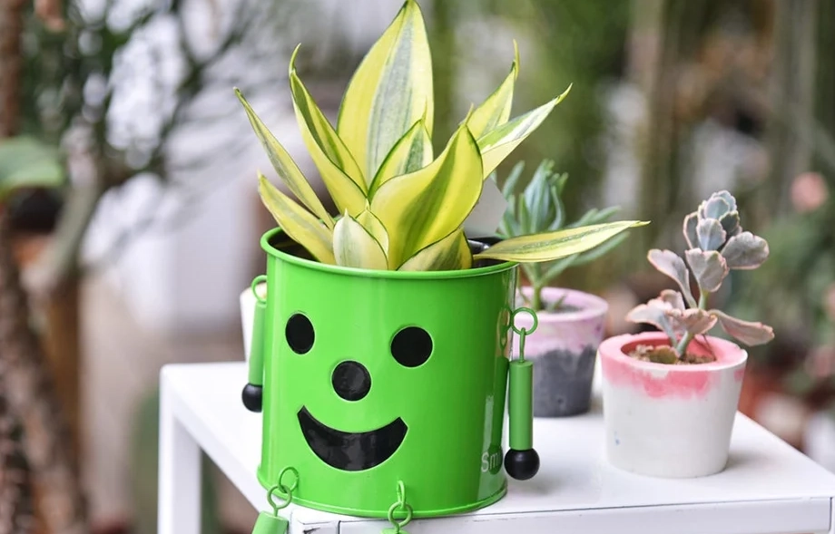 辦公室植物養護 辦公室植物養護