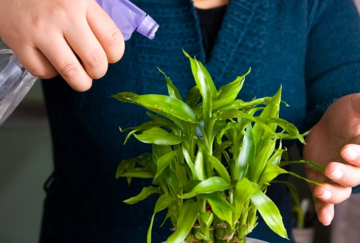 開運竹種植方法 開運竹種植方法