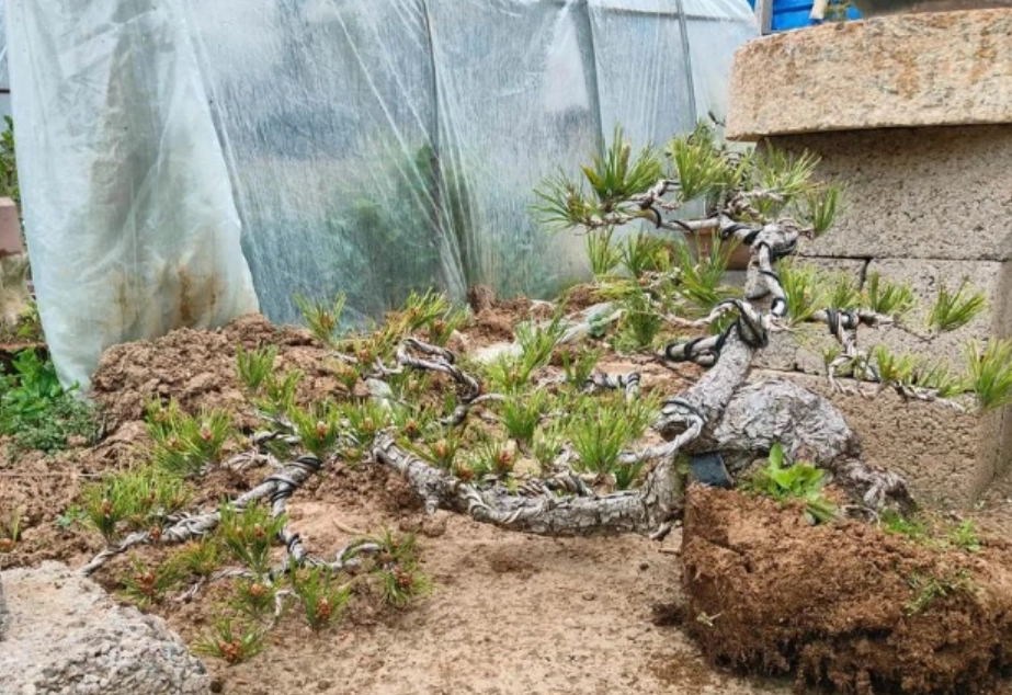 黑松換盆時間 黑松換盆時間