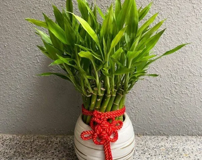 開運竹養護技巧