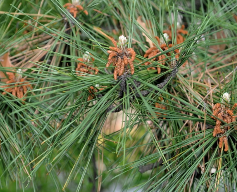黑松植物養護 黑松植物養護