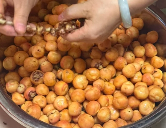 黃椰子果實種植 黃椰子果實種植