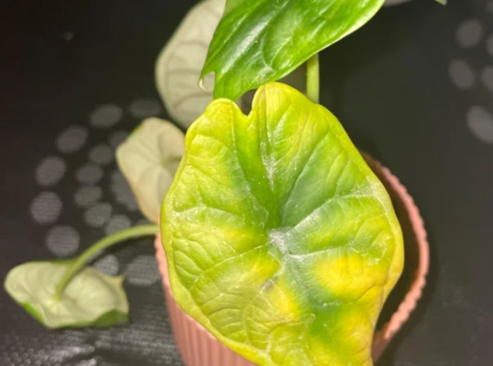 觀音蓮葉子變黃處理 觀音蓮葉子變黃處理