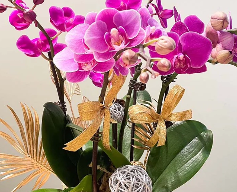 初學者蘭花品種