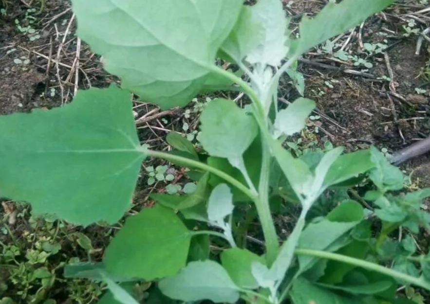 野草管理 野草管理