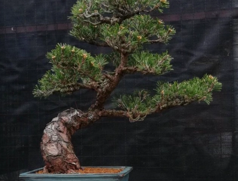 壽松養護 壽松養護