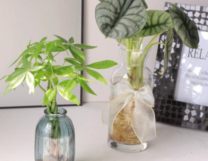 發財樹水種優缺點 發財樹水種優缺點