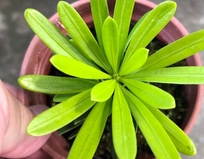 羅漢松種植技巧 羅漢松種植技巧