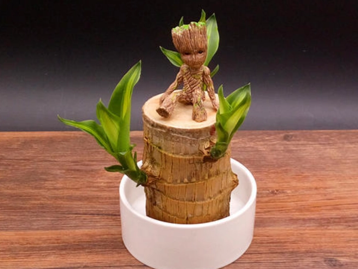 水培巴西木照顧 水培巴西木照顧