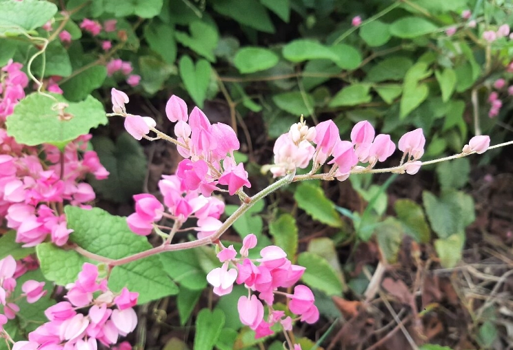 路邊花草養護 路邊花草養護