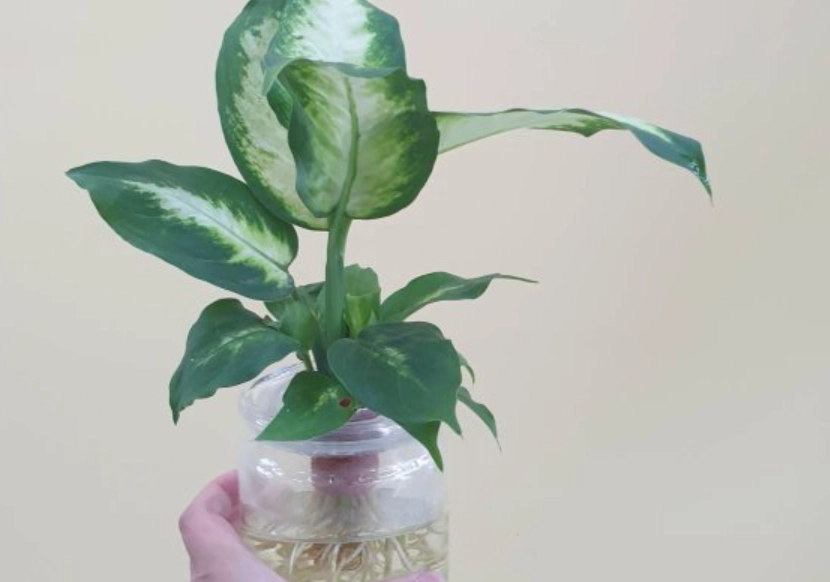 萬年青水培常見問題