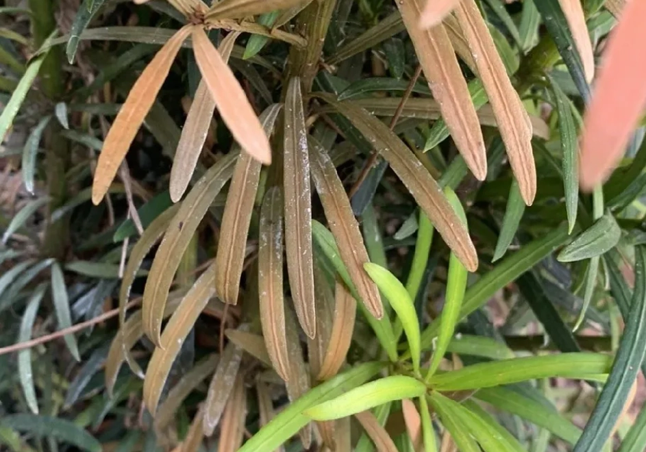 羅漢松養護方法