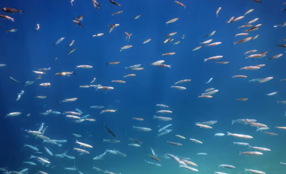 夢到魚群 意義 夢到魚群 意義