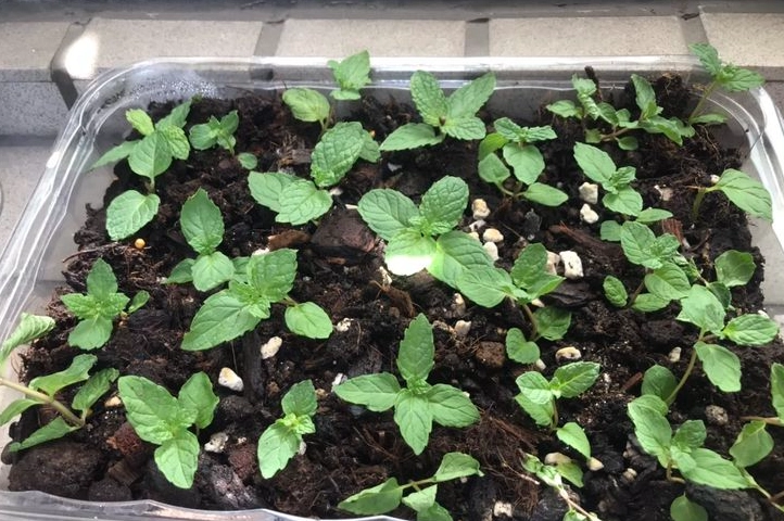 陽台種薄荷