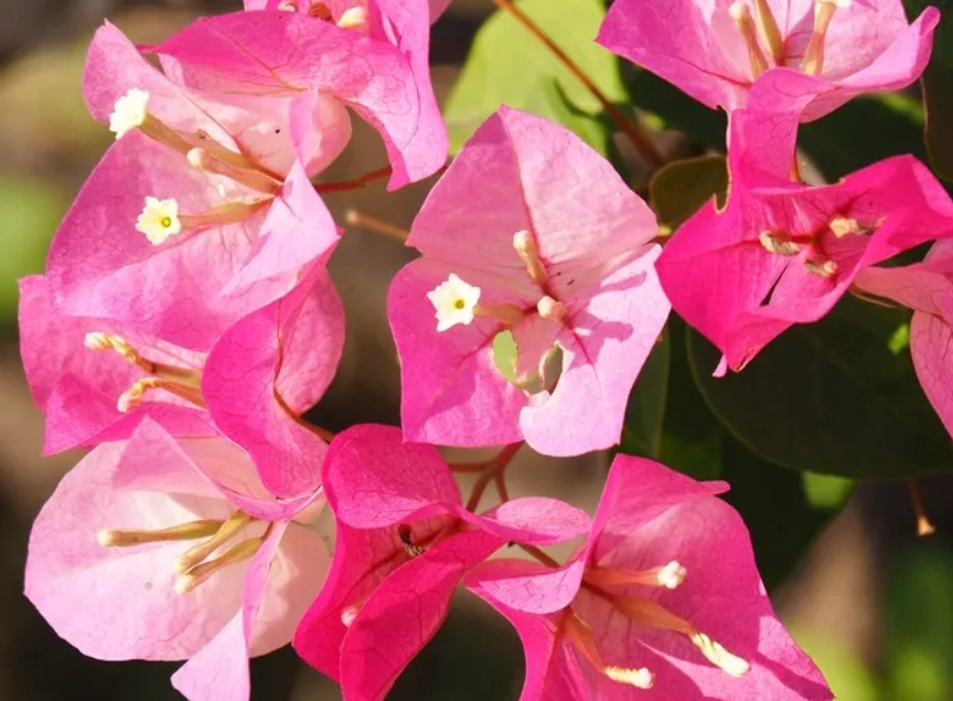 路邊紅色花種類