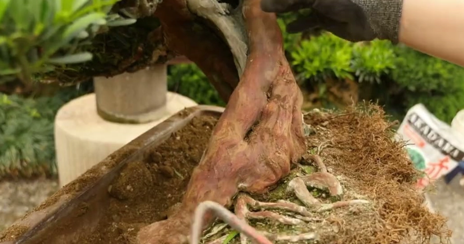 赤玉土栽培 赤玉土栽培