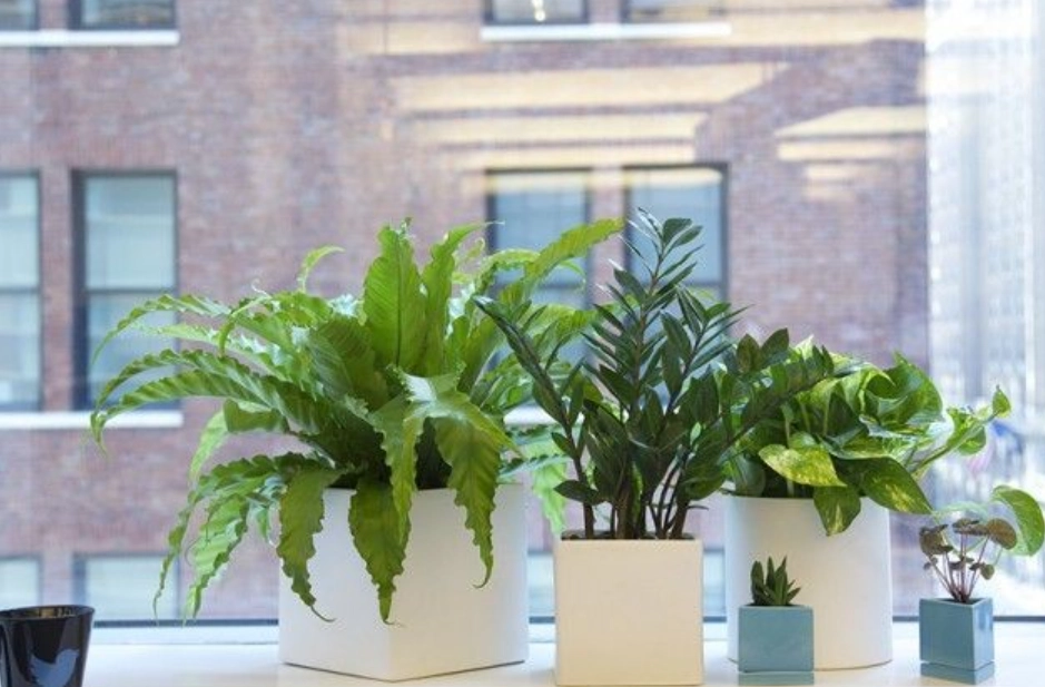 辦公室植物養護 辦公室植物養護