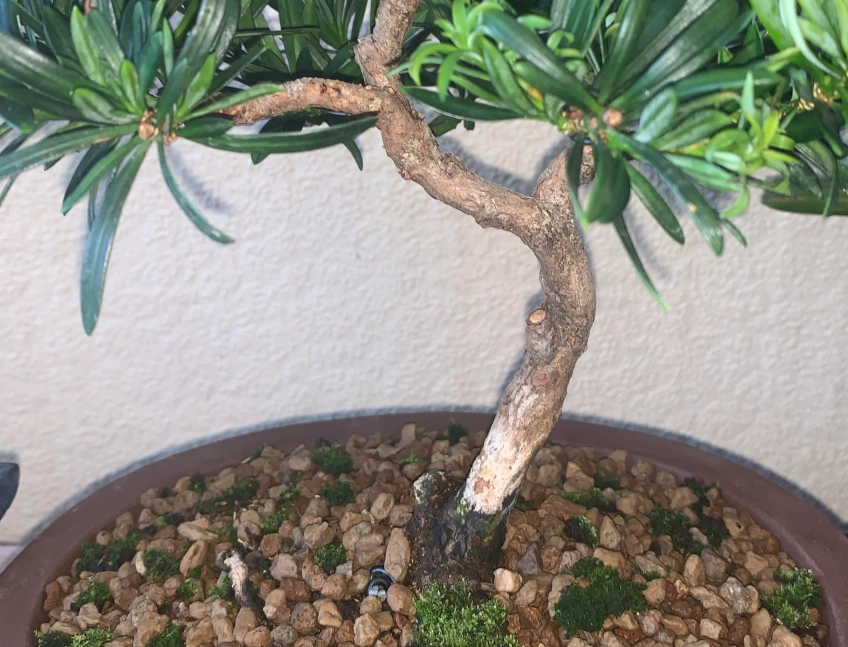 羅漢松土壤選擇 羅漢松土壤選擇