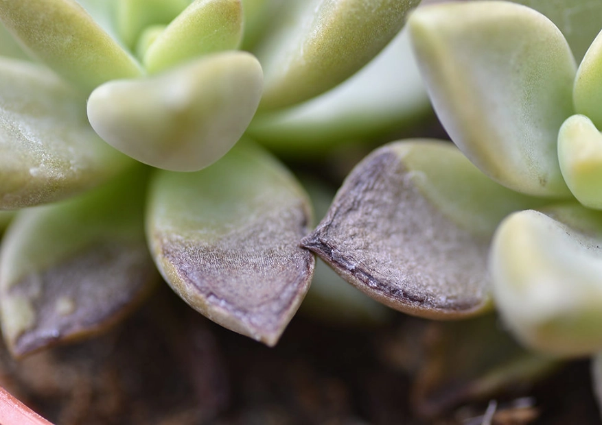 多肉植物葉片變黑