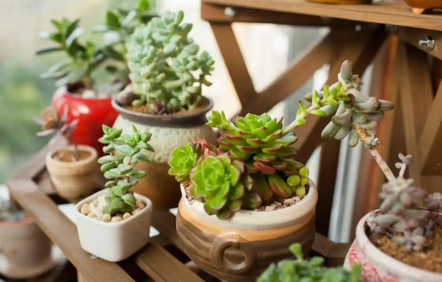 多肉植物養護方法