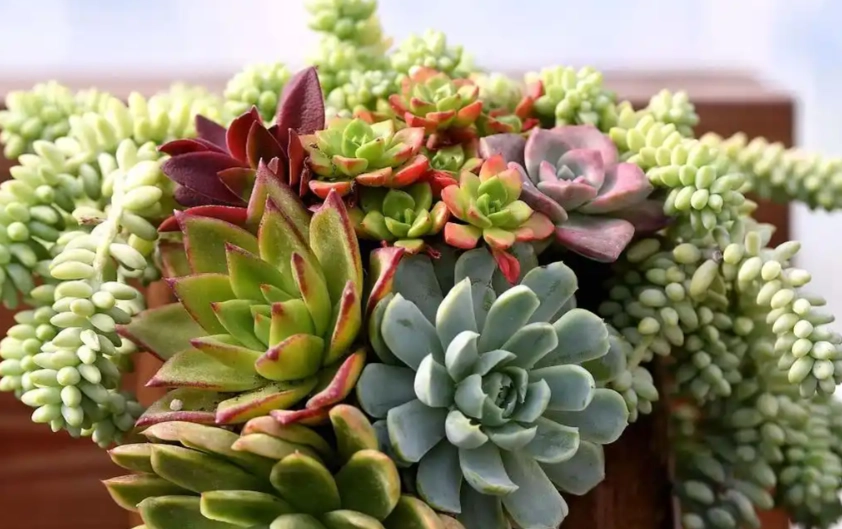 多肉植物照顧 多肉植物照顧