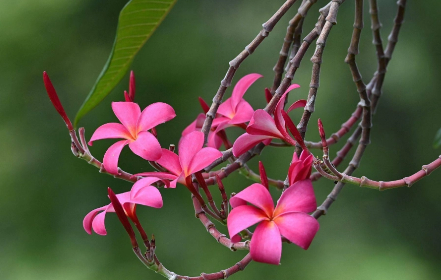 路邊紅色花種類