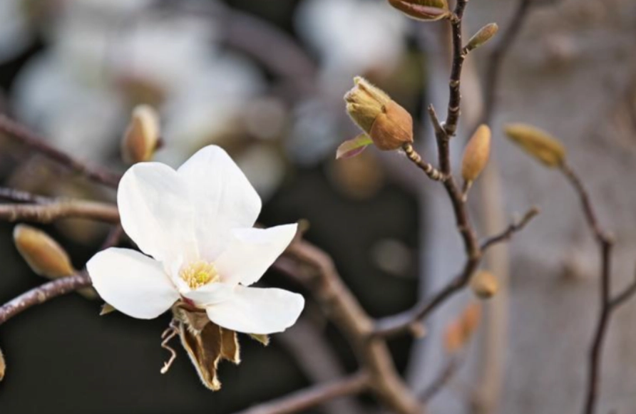 白玉蘭花種植方法