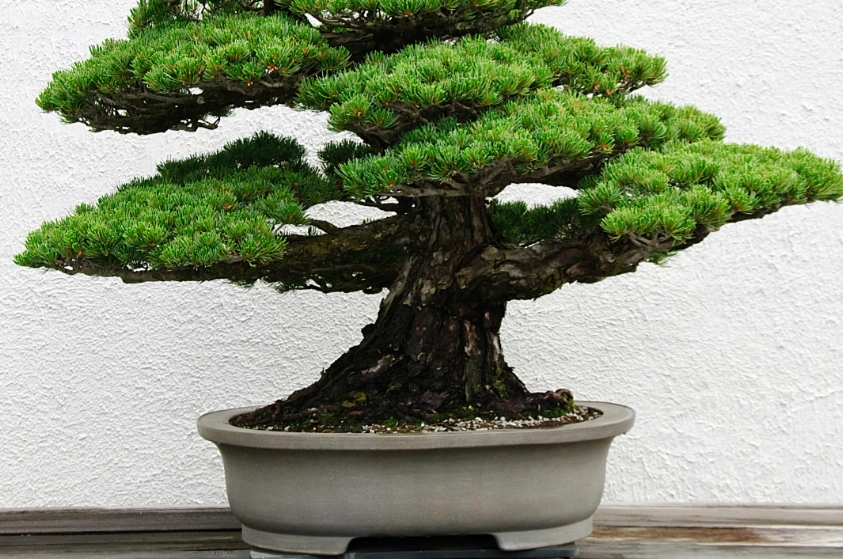 灌木耐陰品種 灌木耐陰品種