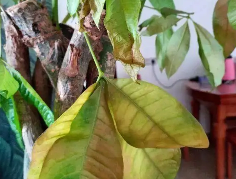 富貴樹養護技巧