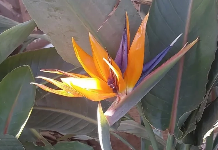 天堂鳥使用方式