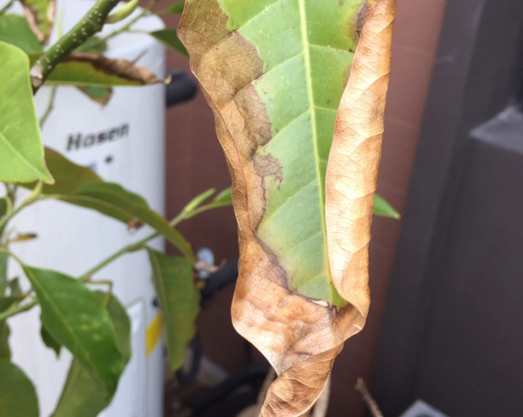 玉蘭花葉子枯黃處理