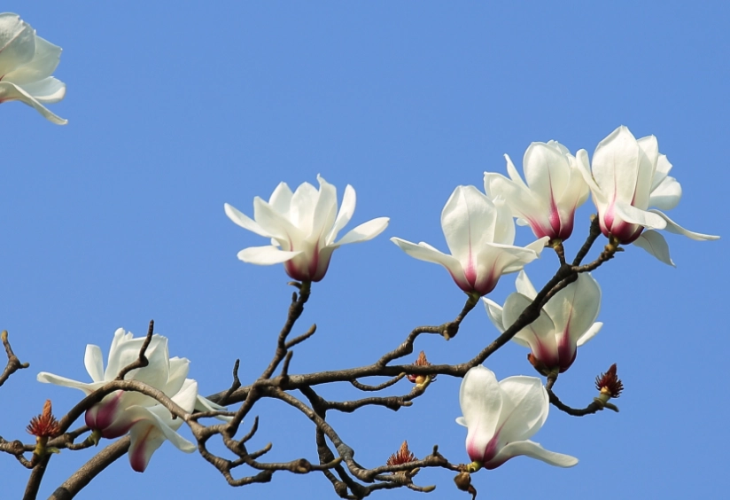 白玉蘭花種植方法