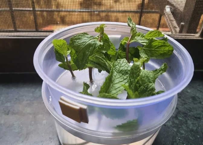 水耕植物问题解决 水耕植物问题解决