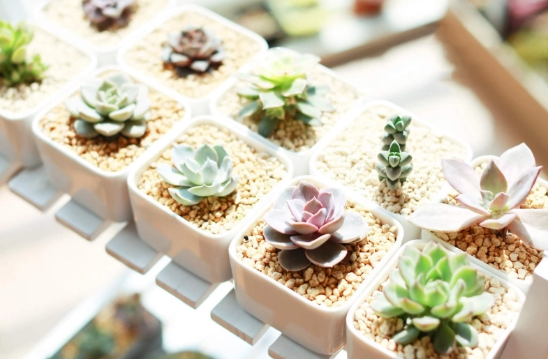 室内多肉植物品种