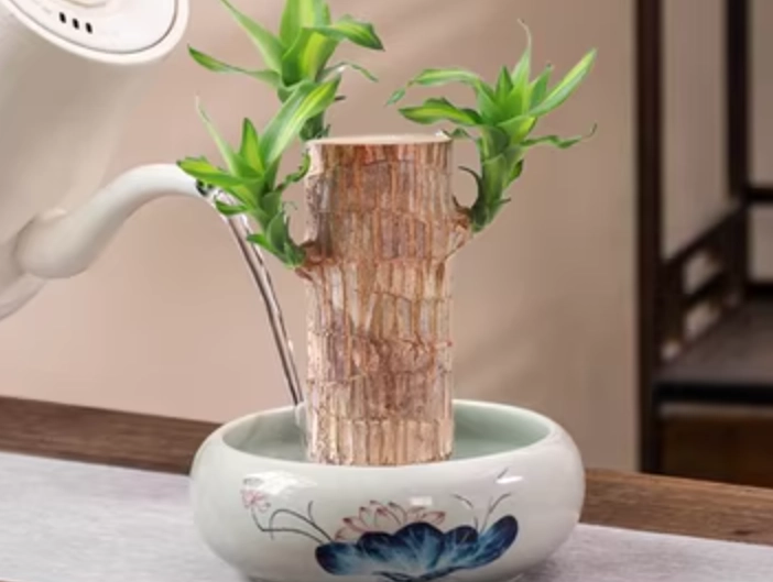 巴西木水耕方法 巴西木水耕方法